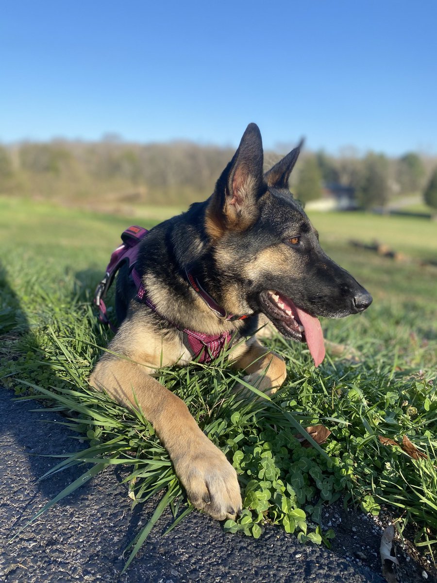 haileymhuff's tweet photo. I’m biased but I have the prettiest dogs ever🤩 https://t.co/FLpPbtlwUo