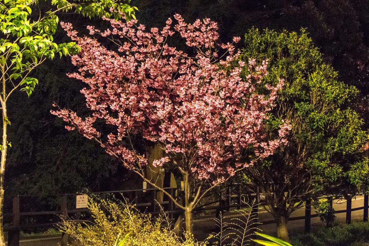 RDRider2's tweet photo. 昨日近所の公園で夜桜撮ってきました。
今日は雨だし風も強い。。。
今日で見頃は終わるかも。 https://t.co/S6mbzex8j2
