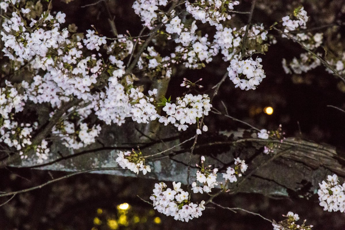 RDRider2's tweet photo. 昨日近所の公園で夜桜撮ってきました。
今日は雨だし風も強い。。。
今日で見頃は終わるかも。 https://t.co/S6mbzex8j2