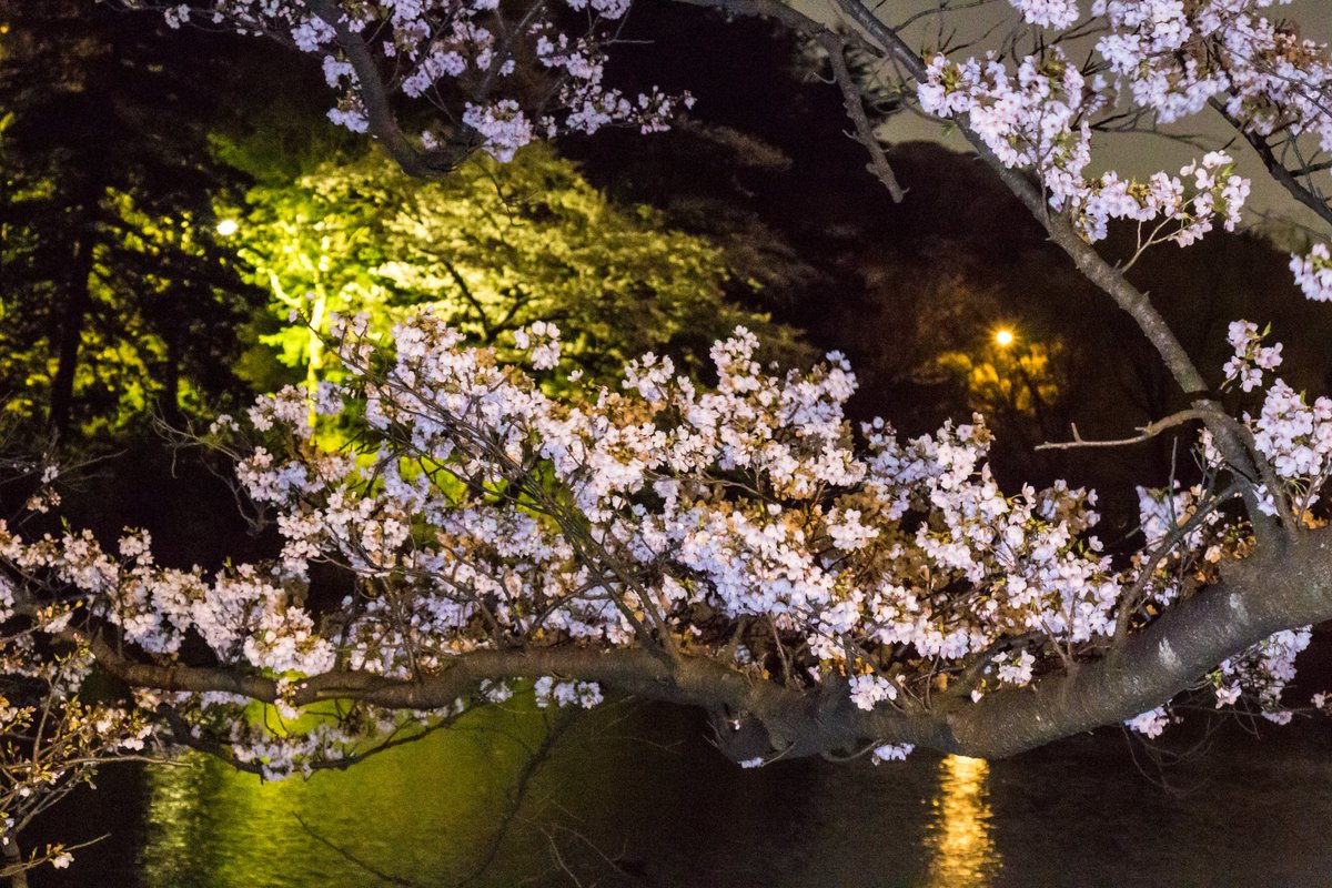 RDRider2's tweet photo. 昨日近所の公園で夜桜撮ってきました。
今日は雨だし風も強い。。。
今日で見頃は終わるかも。 https://t.co/S6mbzex8j2