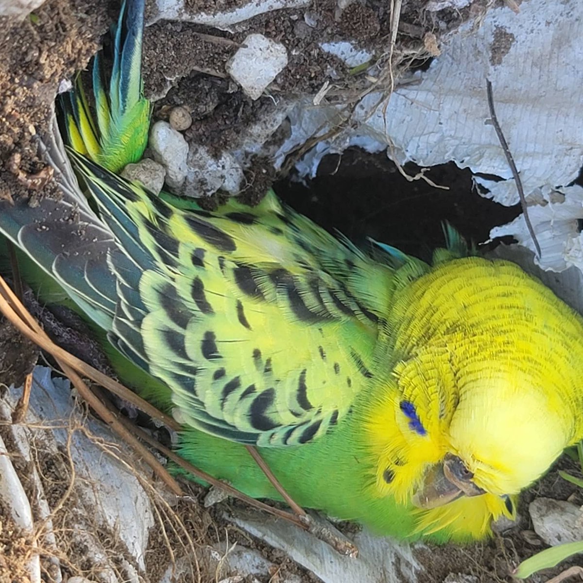 YourPalSalGomez's tweet photo. *late post*
So we buried our little bird today who lived quite a long life. Hopefully it was a great life as we all cared for her. Good bye Lil Big mama! #Lilbigmama #yourewithcuernonow #birdlyfe #petcementary https://t.co/dNyxSpny0h