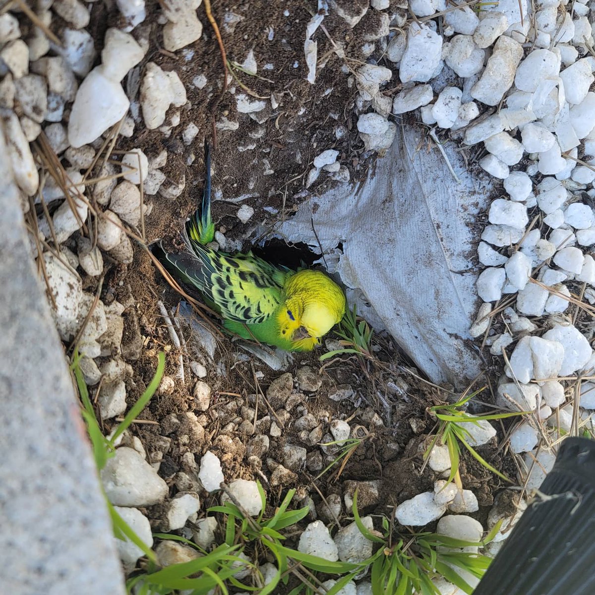 YourPalSalGomez's tweet photo. *late post*
So we buried our little bird today who lived quite a long life. Hopefully it was a great life as we all cared for her. Good bye Lil Big mama! #Lilbigmama #yourewithcuernonow #birdlyfe #petcementary https://t.co/dNyxSpny0h
