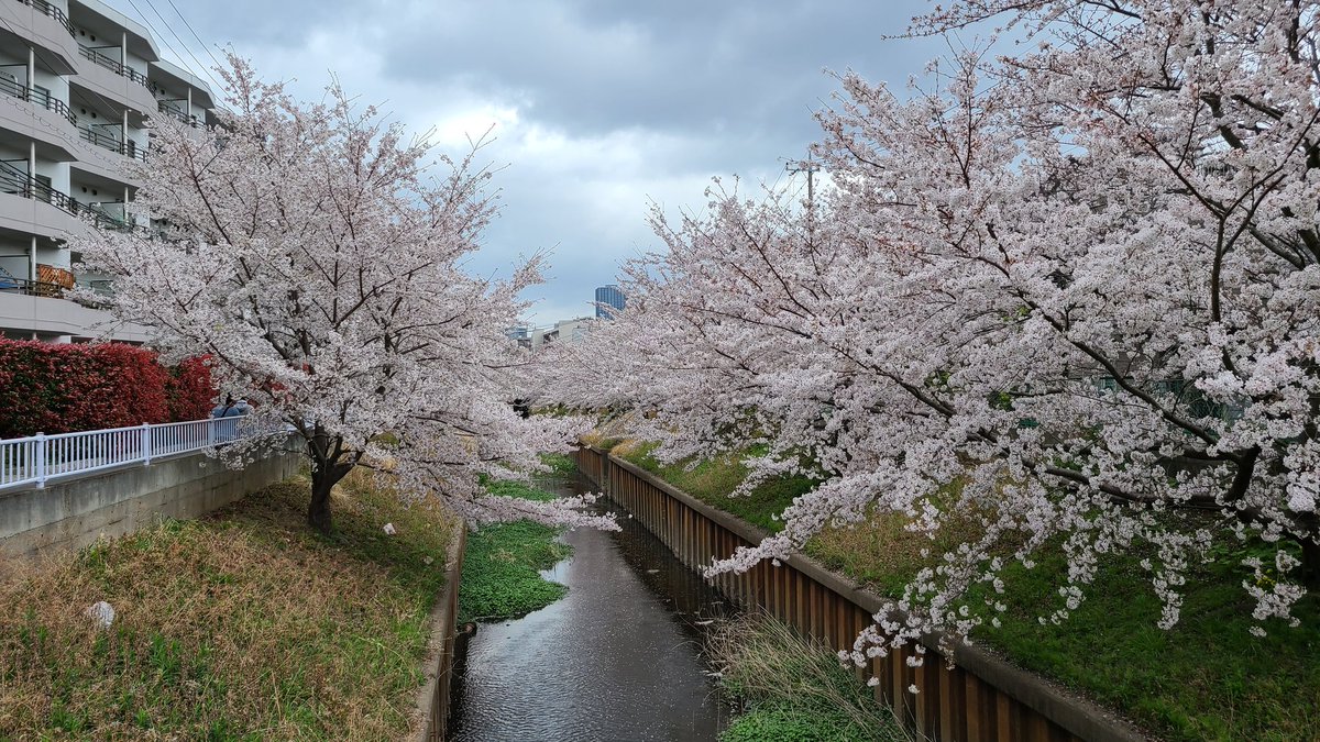 lake_monkey's tweet photo. 武蔵小杉、元住吉の近くにこんなに素晴らしい桜並木があったとは。衝撃です。今まで知らなくてもったいなかった…
#桜並木
#渋川
#桜吹雪 https://t.co/oj5VKP3q1M