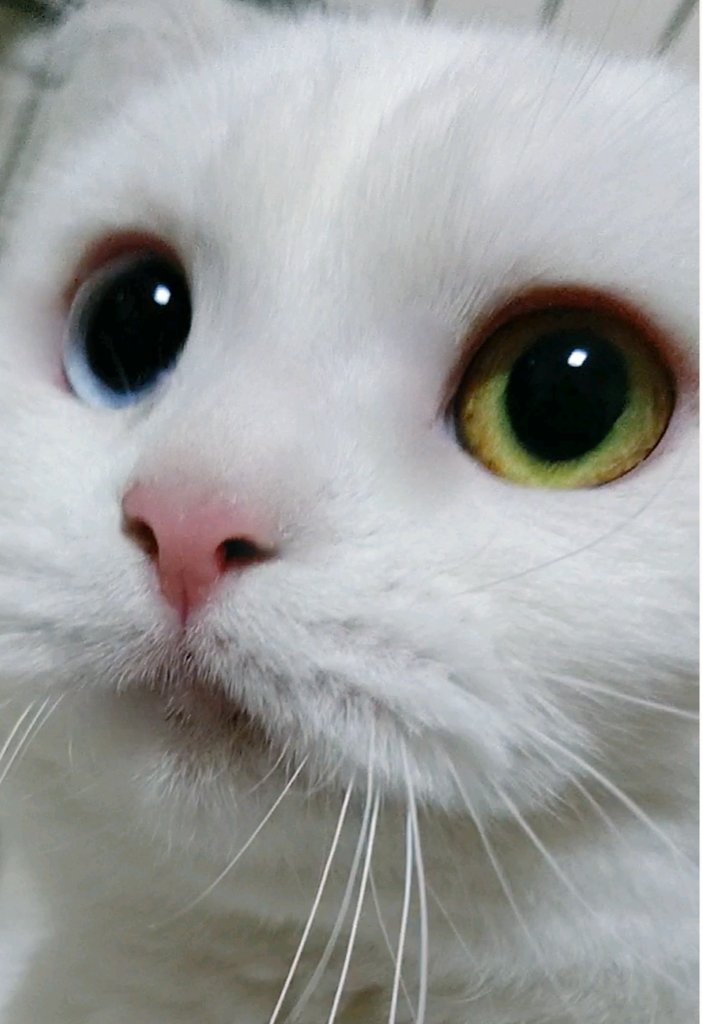 rose_222_01's tweet photo. 💐おはようございます💐
うなされて起きたロゼですw虹色?の蜘蛛を宇宙船の中でビンに捕まえようとしてましたw
🐾おもち♡
モンハンライズ用にSwitchを飾りました💕
🌈🍀今日も良い日だ🍀🌈
#猫好き /#おはようございます /#猫写真 /#モンハンライズ/#Switch_Lite←読みにくいから_入れたw https://t.co/0vKkfv7vHF