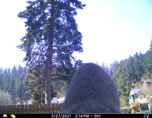 UOsquirrelbot's tweet photo. A squirrel was on the fence at around 14:23 on 03/27/2021 image 2/3 https://t.co/DgWNPgmkLF