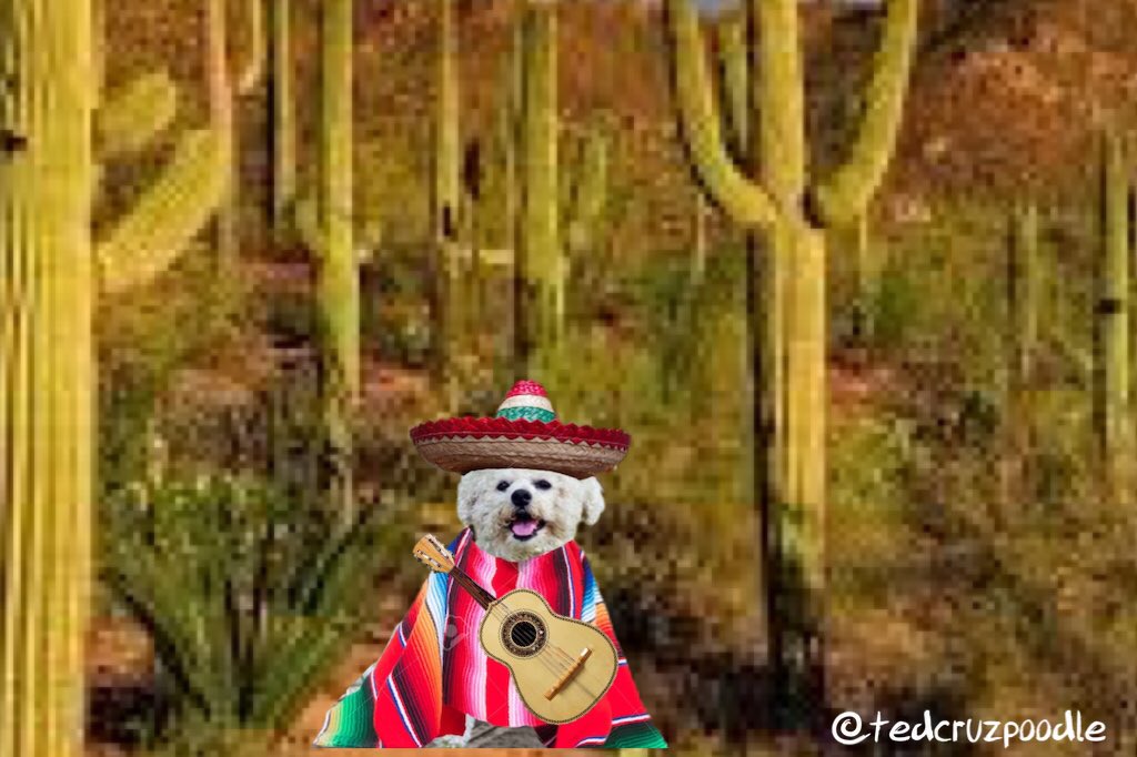 TedCruzPoodle's tweet photo. Oh my dog!
Though I am a huge fan of #PBJpack, I’m not quite good enough to perform with them - yet.
I keep practicing & praying tho!
#DreamsComeTrue
https://t.co/Ynijx88plH https://t.co/1Rvu056D38