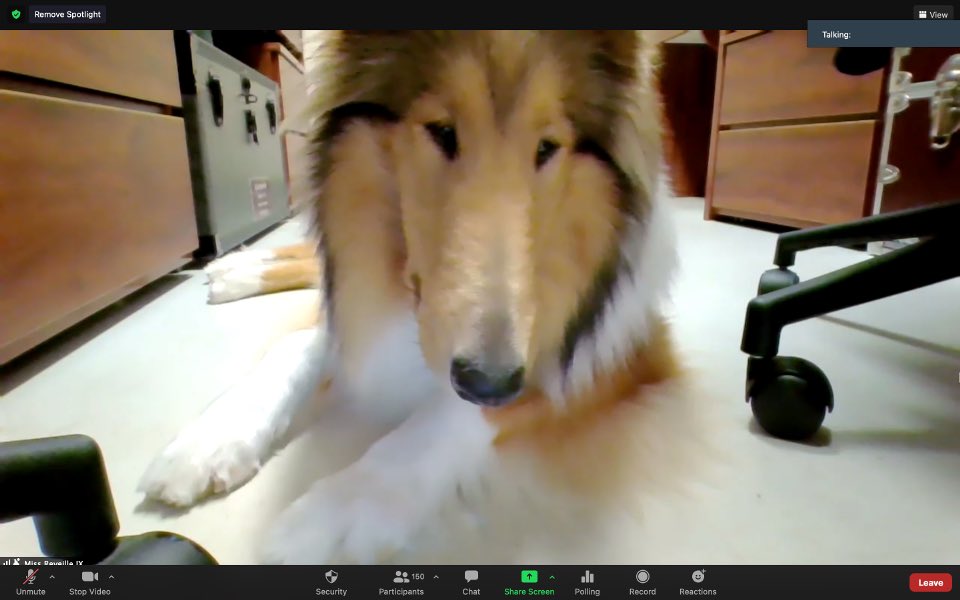 tamuarc's tweet photo. Queen @reveille IX and Queen Rev X decided to hop on zoom during our Whoopin’ Weekend Conference!! 👑👑 #WW21 https://t.co/ljRrZL7gkQ