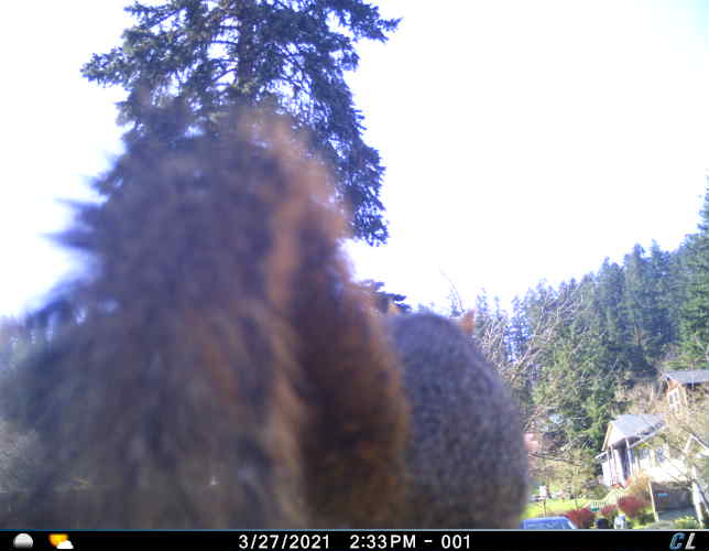 UOsquirrelbot's tweet photo. A squirrel was on the fence at around 14:37 on 03/27/2021 image 1/1 https://t.co/CsJ2cA9go7