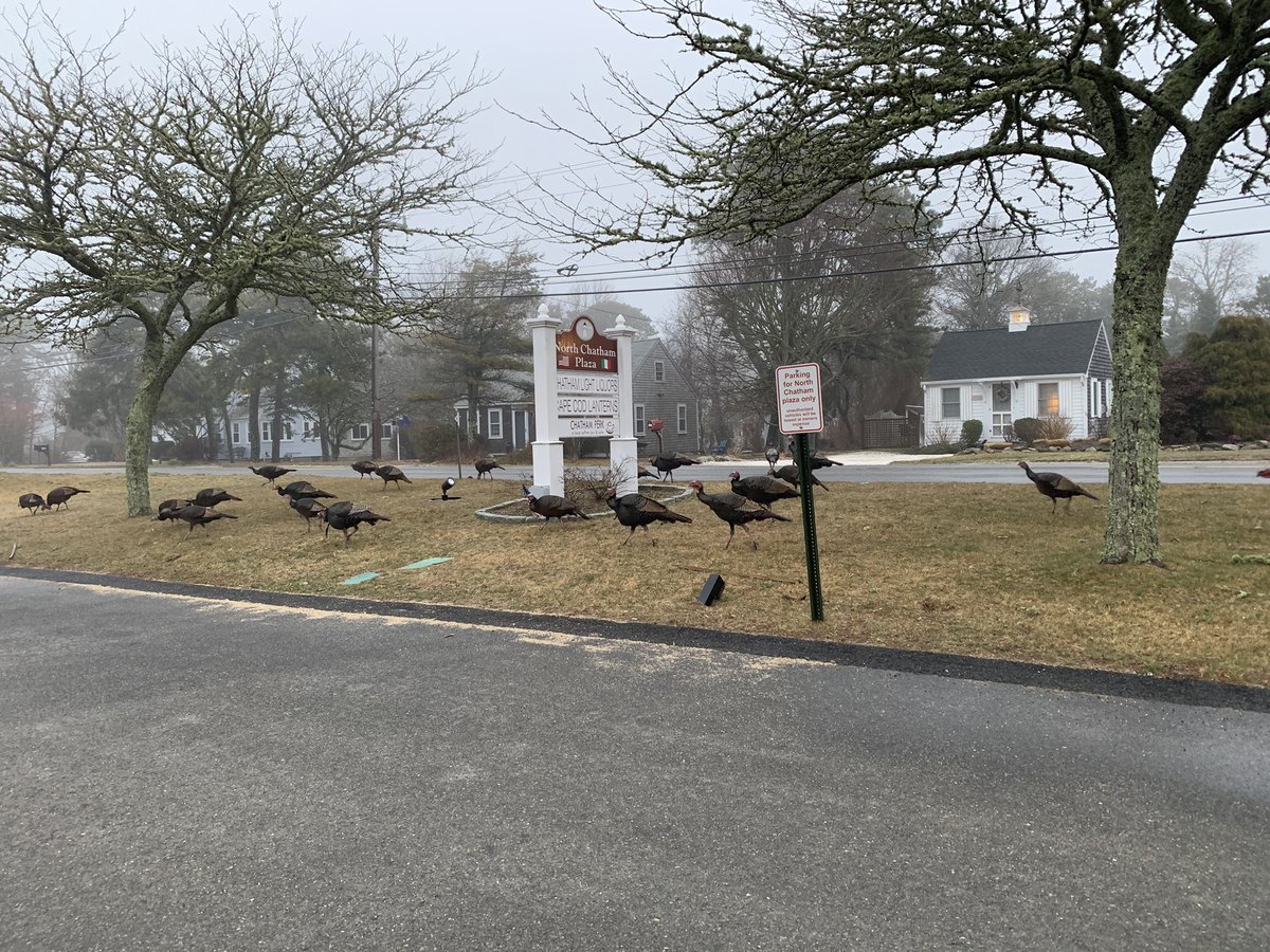 HappyCapeCod's tweet image. Never too early for a turkey trot! 5K optional #chatham