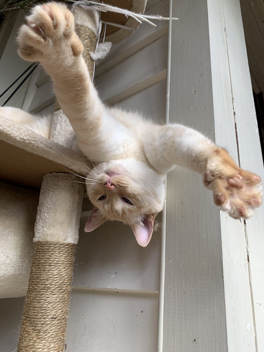 goodboyalfie's tweet photo. Reaching Out to You!!! Grab mine hand’s https://t.co/qqDW0NwtNC
