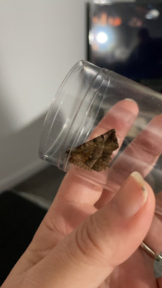 scatti1's tweet photo. Early thorn @Hertsmoths #Chells https://t.co/mf09FK0TKB