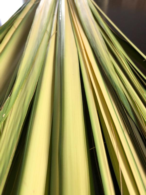 Our palms for Palm Sunday are ready and we can't wait to see you at 9:45am tomorrow for Palms in the Parking Lot! Stop by and receive palms for your family and prayer from <a href="/PastorBailey/">Bishop Herbert Bailey</a> and Dr <a href="/marcia_bailey/">marcia bailey</a>! Please enter through the rear entrance off St. Andrews Terrace Rd!