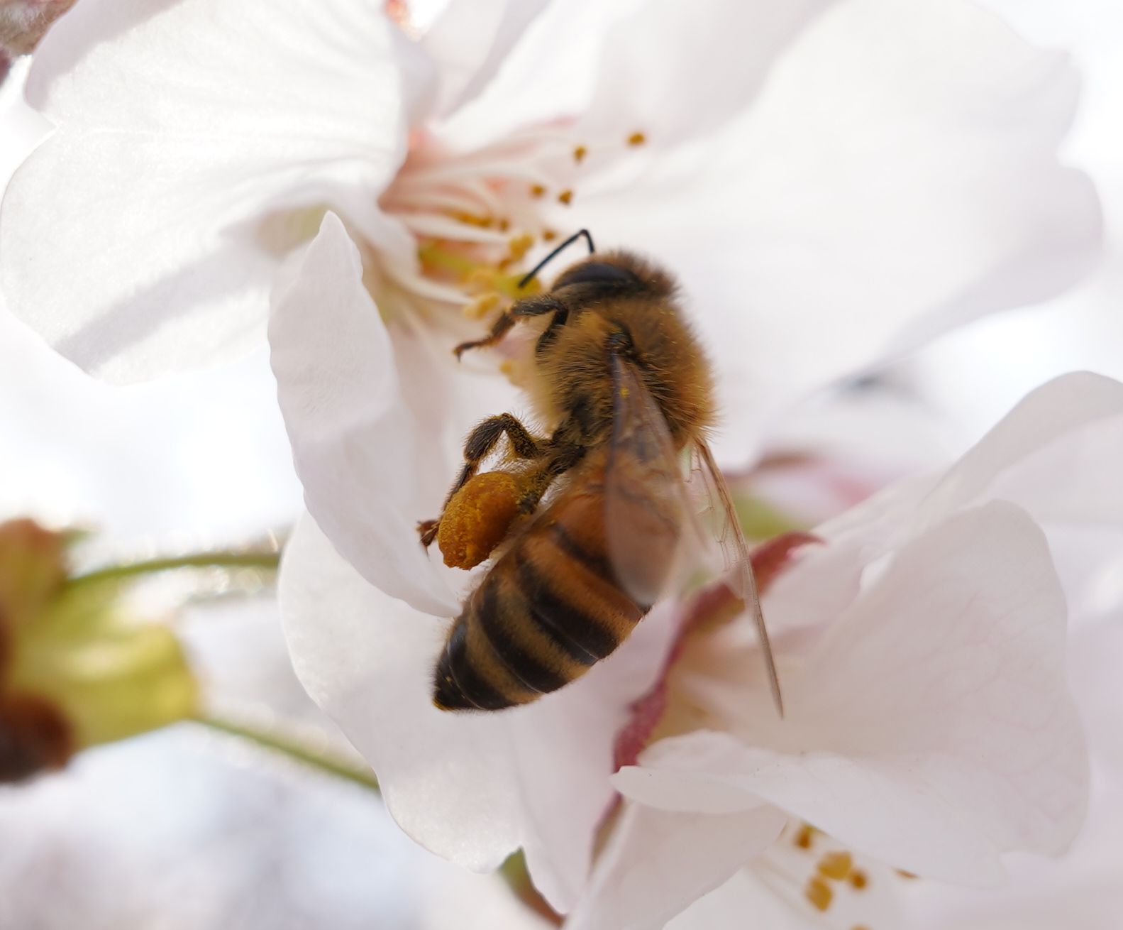 すすむ 頑張れ ミツバチくん ソメイヨシノの花粉は今だけ 花粉団子をもっと大きくするんだ 蜜蜂 ミツバチ 花粉団子 ソメイヨシノ 岡山桜 新堀川緑地 Sonya7c シグマレンズ Bee Pollen T Co Sgdtwcngpa Twitter