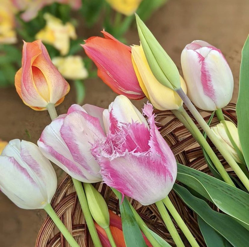 Texas-Tulips tweet media