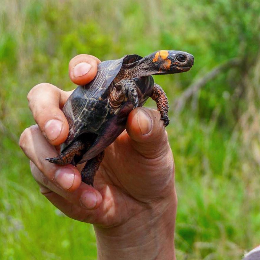 This little guy represents the smallest &amp; most endangered turtle in the US, the Bog Turtle. We’re protecting them through our involvement in the new AZA SAFE American Turtles program!Visit our website &amp; sign up for the newsletter to learn more!