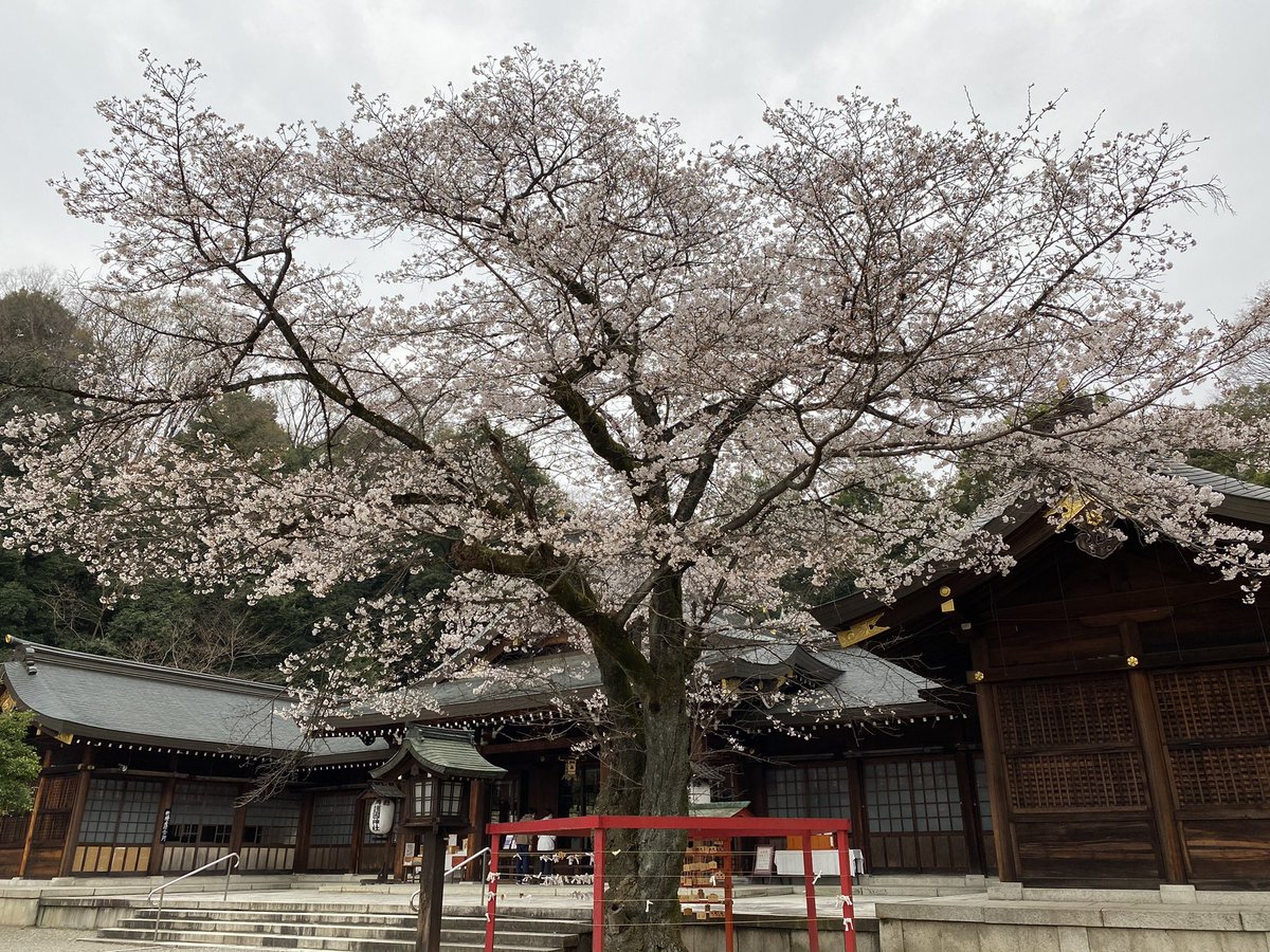 Sleeping Dragon 眠り製作所のリュウ On Twitter 春の歌 愛も希望もつくりはじめる 遮るな 何処までも続くこの道を 春の嵐が来る前に 護國神社 春の歌 春の嵐 群馬県 桜 スピッツ Tanakasaki 高崎 あさんぽ