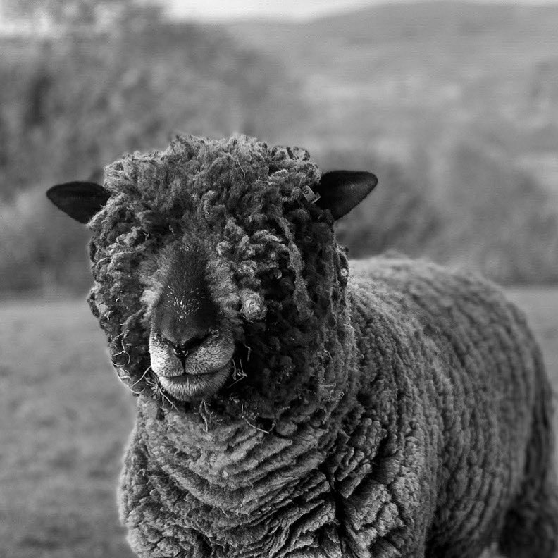 GarthenorWool's tweet photo. No prizes for guessing why our Ryelands are known as the Teddy Bears 🐻 https://t.co/oEIMvh5y26