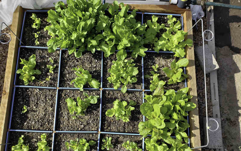 GardenJunkie1's tweet image. I'm not kidding when I say this is one of the easiest gardening projects I've ever done. Garden in Minutes Raised Bed Kit &amp;amp; Watering Grid: Product Review bit.ly/2HVXBT6 #gpreview @GardenInMinutes #productreview #gardening #squarefootgardening