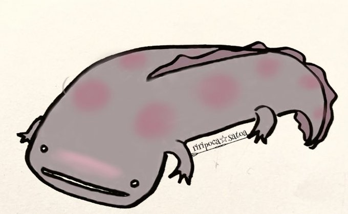 オオサンショウウオのtwitterイラスト検索結果 オオサンショウウオのtwitterイラスト検索結果