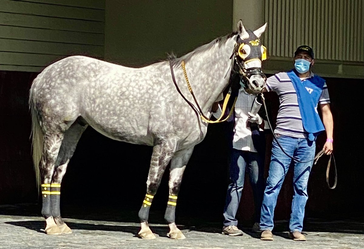 WPottsRacing's tweet photo. Great Day Today 🐎🙏🏼Square Shooter Runs 2nd In The Kelly Kip Stakes In Race #4 &amp; Control Group Takes The More To Tell Stakes In Race #6 @TheNYRA @NYRABets @trevormmccarthy @Ericcancel18 @TheBigAStabile @andyserling @nytbreeders #NYBRED https://t.co/AXExMq1QhT