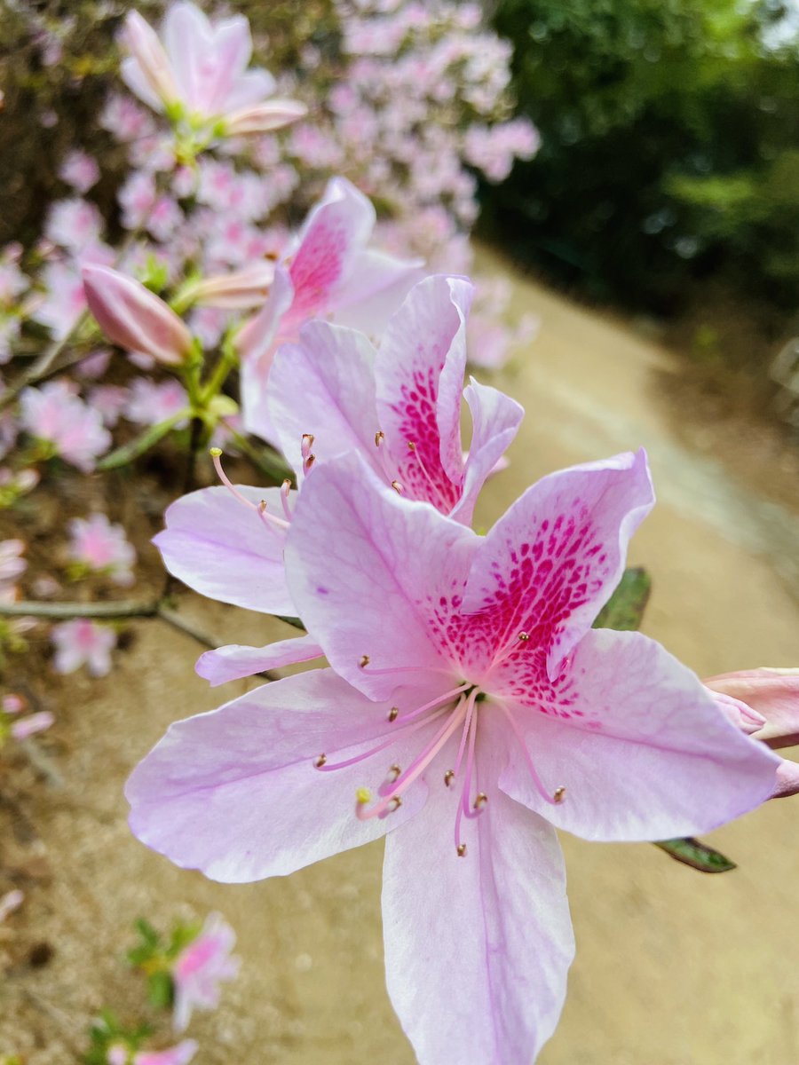 doctorpemm's tweet photo. Fresh air &amp; really appreciating being in #Nature again this weekend here in #Texas at #HuntsvilleStatePark #TexasStateParks || #HematologistsInNature #StopAndSmellTheRoses #CarpeDiem https://t.co/hyTREBK7P7