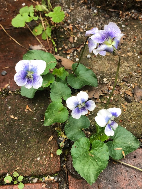 The narrow halls
The paisley walls
I broke you out
Of that sad bed
But when I looked back
You were dead
It’s all the same, 
the sky, the rain, 
It’s I who changed.
And everything is bathed in blue
Because of you. #Spring #loss