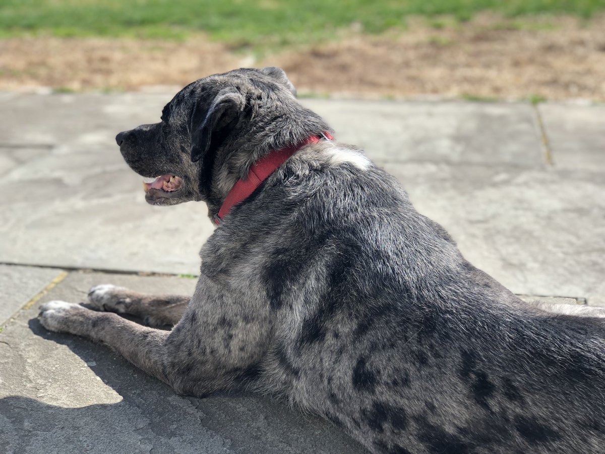 CaitlinMFrancis's tweet image. Spent all afternoon outside in the sun with the pups. Now, time to get ready for a (very late) tip off. 

#saturdaysun #saturday #howitstarted #howitsgoing #outside #outdoors #ct #newengland #weekend #weekendmode #mood #soakupthesun