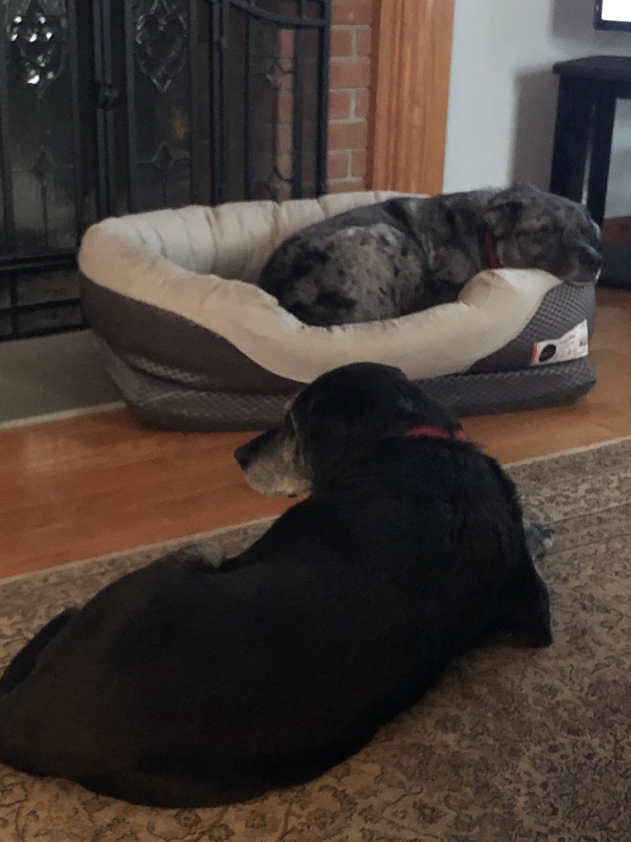 CaitlinMFrancis's tweet image. Spent all afternoon outside in the sun with the pups. Now, time to get ready for a (very late) tip off. 

#saturdaysun #saturday #howitstarted #howitsgoing #outside #outdoors #ct #newengland #weekend #weekendmode #mood #soakupthesun