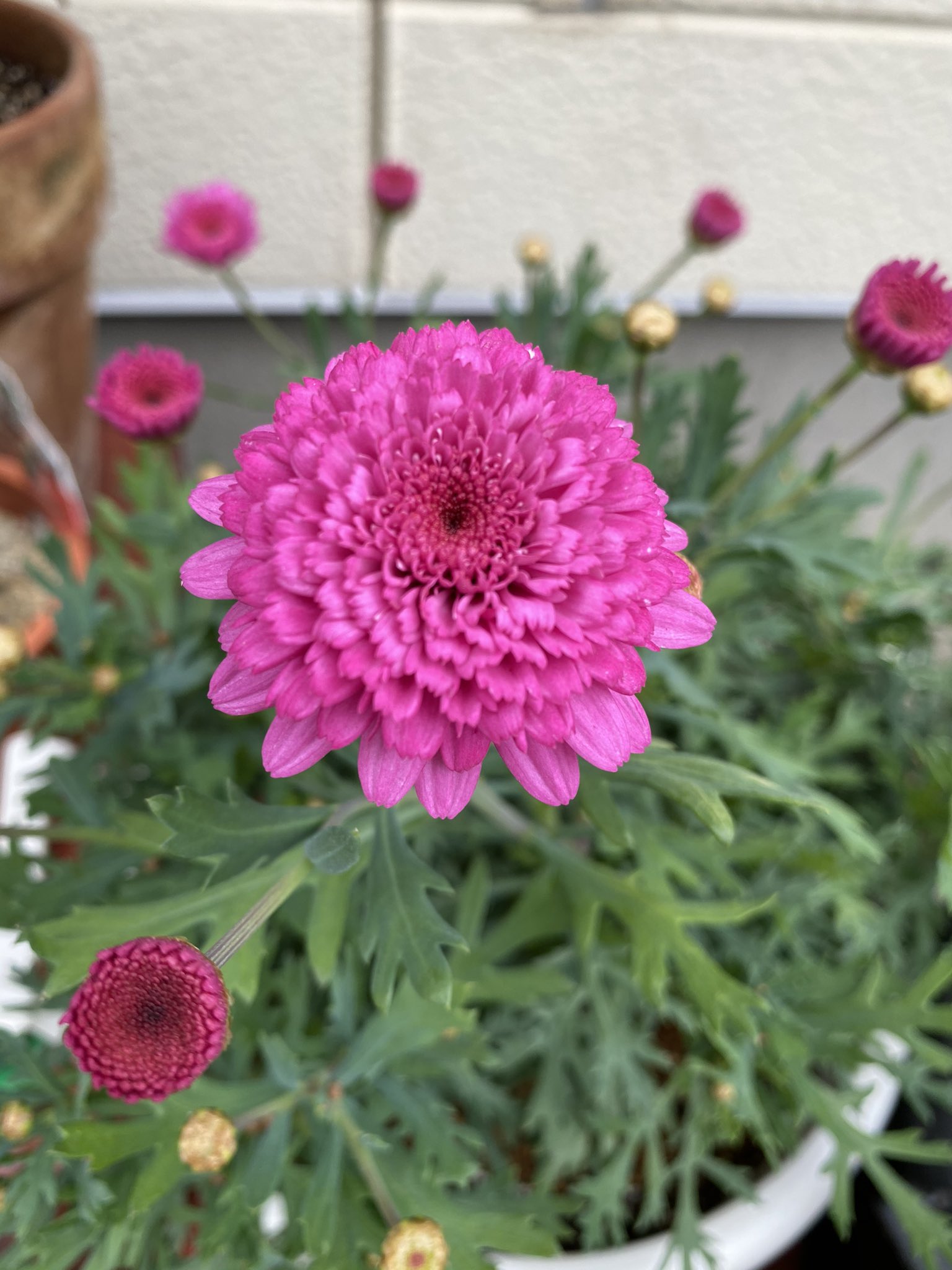 のろし モリンバとボンザマーガレット モリンバは元からモリモリしてたけど ボンザはヒョロいまま花ばかり増えてきてしまった そして漂うコレジャナイ感 成長したらもう少し八重になるかな 色が独特なので好きですが葉の細さといい マーガレットらしから