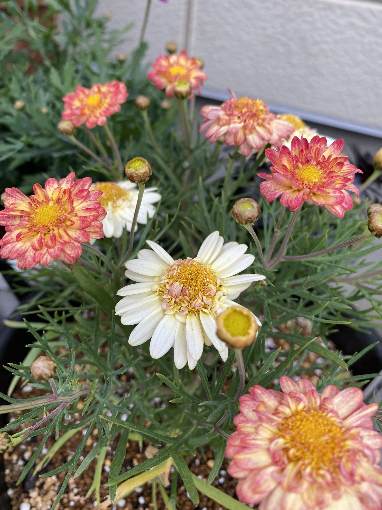 のろし モリンバとボンザマーガレット モリンバは元からモリモリしてたけど ボンザはヒョロいまま花ばかり増えてきてしまった そして漂うコレジャナイ感 成長したらもう少し八重になるかな 色が独特なので好きですが葉の細さといい マーガレットらしから