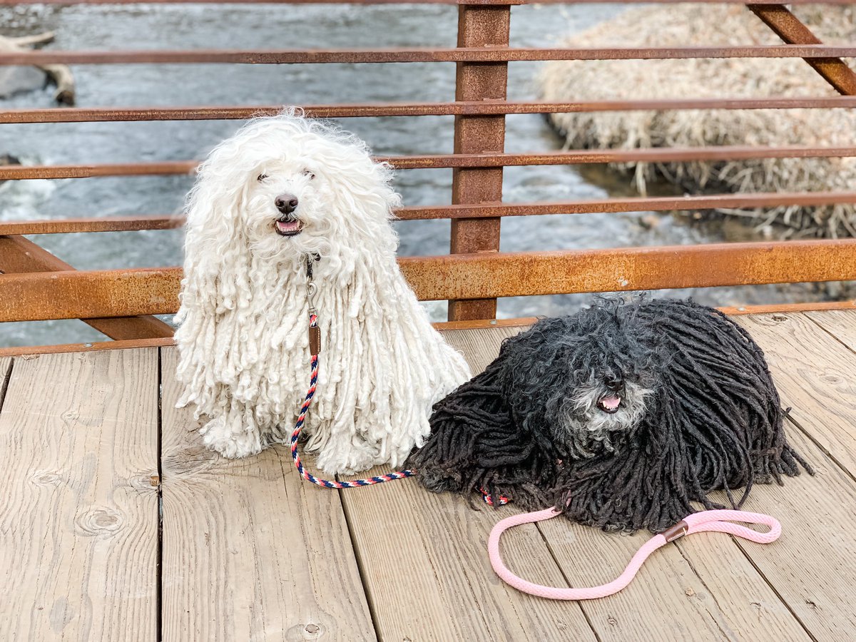 ccraase's tweet photo. @theyearofelan Cru &amp; Ella 👅🐾👅🐾 https://t.co/1XbAfmY6eg