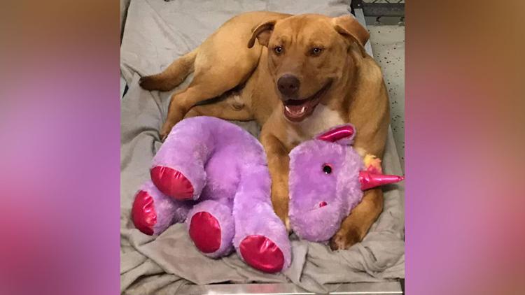 KCTV5's tweet photo. A stray dog kept stealing a stuffed unicorn from a Dollar General, so animal control bought it for him: https://t.co/aYUtmwDUoz https://t.co/MwG0T7C5Cp
