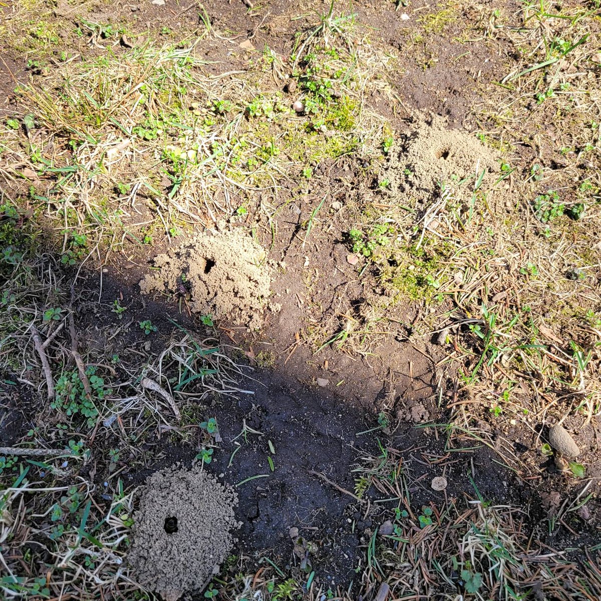 buggingoutpest's tweet photo. Are you starting to see a lot of these holes popping up all over your yard with little bees hovering? You have mining bees. Call Bugging Out today to take care of them for you do you can enjoy your yard. https://t.co/nBGCxbzZYa