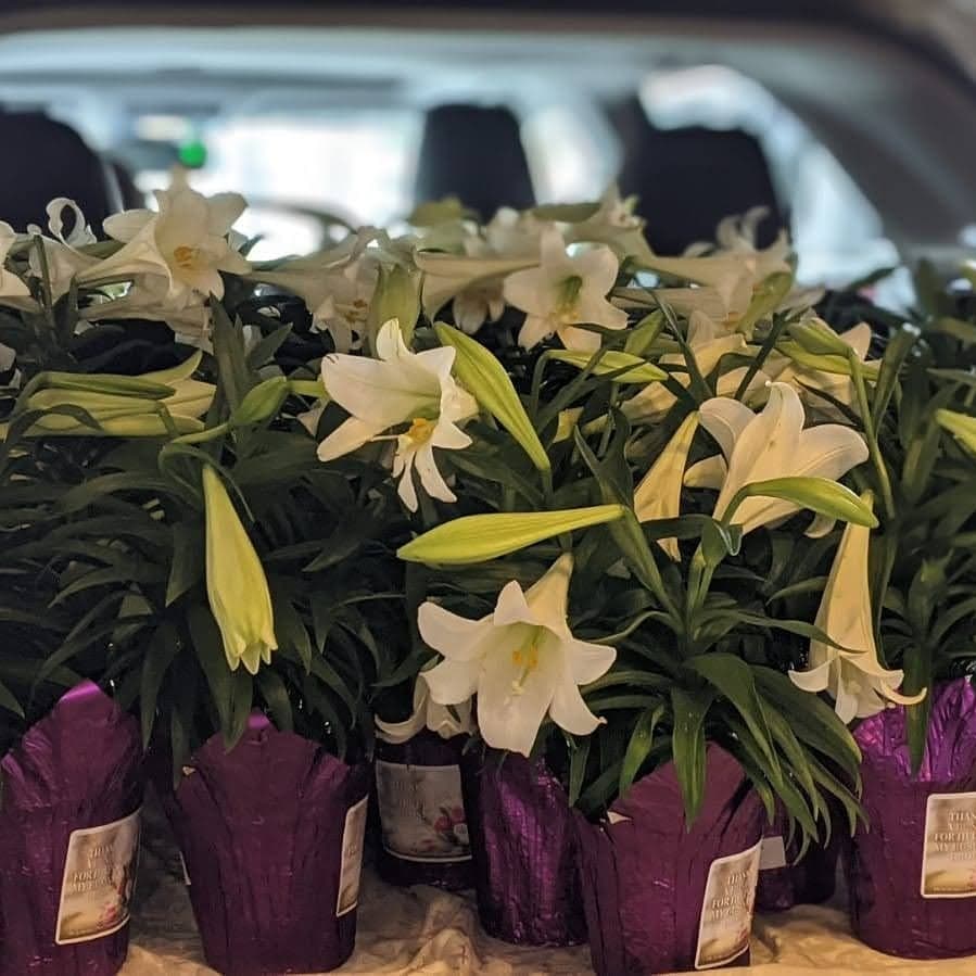 TeamDcosta's tweet photo. Thanks a bunch for helping our business grow! 💐 #popbys #teamdcosta #popbyideas
#buffini #buffiniagent
#weareremax #remaxrealtyservices
#thanksabunch #easterlily
#easter #easterlillies https://t.co/h9zBJoH6ps