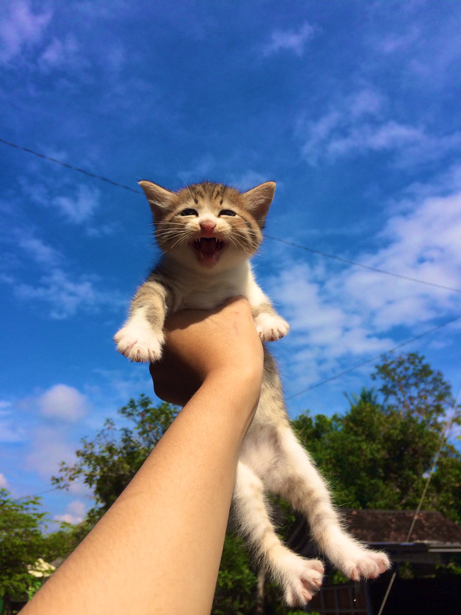 petsfess's tweet photo. Meowingggg sobat ruyal kenin kcg! https://t.co/iSc0PFMeTh