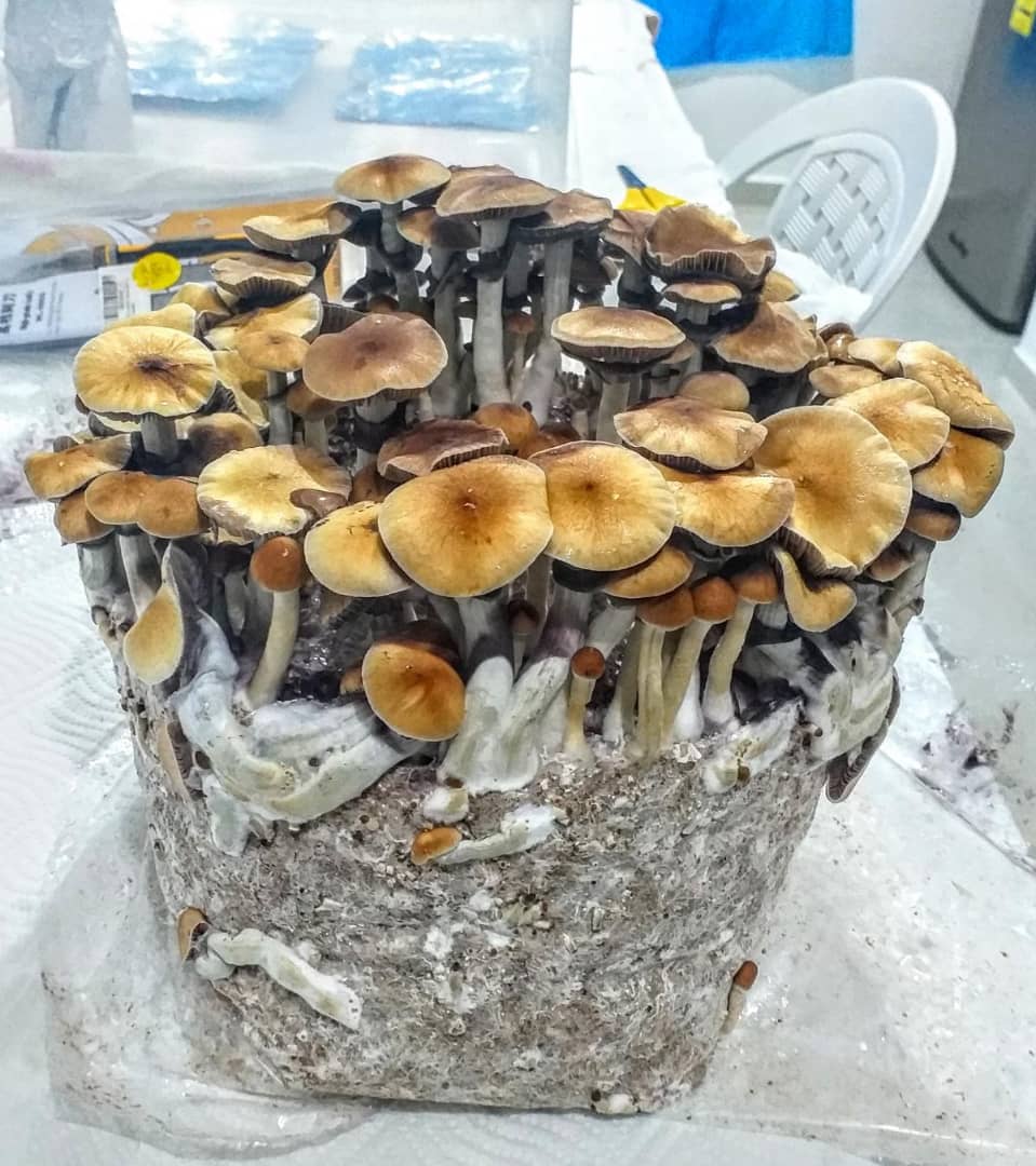 Mushly8's tweet photo. Pick Buffalo 
#gratefuldeadfamily #thegratefuldead #deadhead #thedead #mushrooms #psychedelics #shrooms #shroomstrip #jerrygarcia #tripping #trippy https://t.co/eKVVwnZtKS
