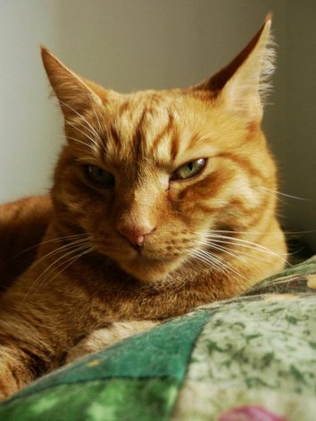 The Cat Collective tweet media