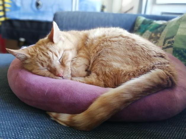 The Cat Collective tweet media