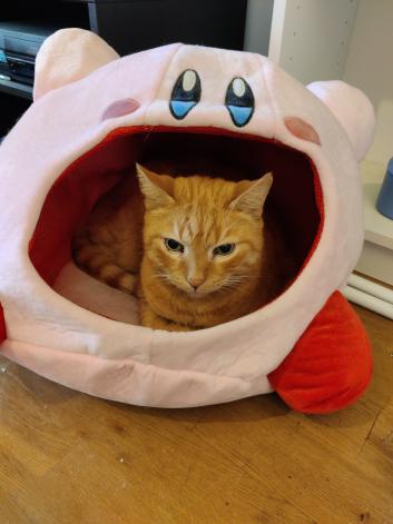 The Cat Collective tweet media