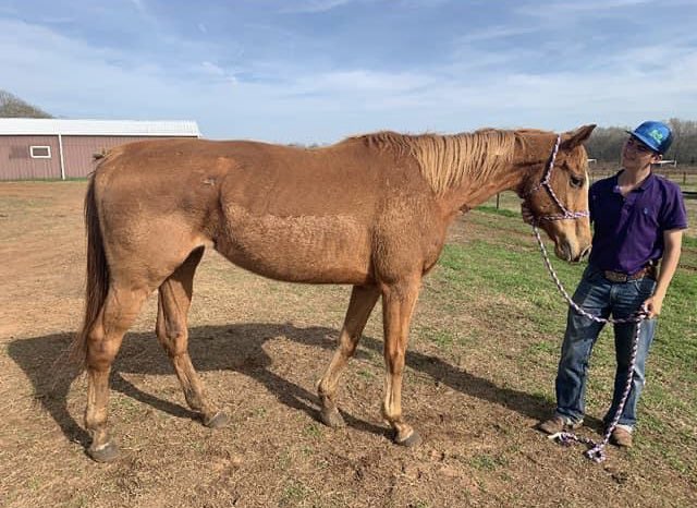 WhitneyBabyYea's tweet photo. #TrophyQueen (far right) & 2 unidentified TB mares are standing in Thompsonsβ KILL PEN and are slated to load on next truck. Can anyone help them? @TBaftercare @RabbitsIlove @JoNormile @joy_aten @neighneigh3 @NTWOorg @AfterFinishLine
LINK TO FUNDRAISER:
https://t.co/6zeacNHCXN https://t.co/OyDcxTtt8U