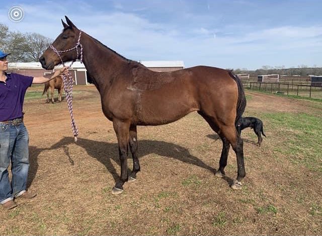 WhitneyBabyYea's tweet photo. #TrophyQueen (far right) & 2 unidentified TB mares are standing in Thompsonsβ KILL PEN and are slated to load on next truck. Can anyone help them? @TBaftercare @RabbitsIlove @JoNormile @joy_aten @neighneigh3 @NTWOorg @AfterFinishLine
LINK TO FUNDRAISER:
https://t.co/6zeacNHCXN https://t.co/OyDcxTtt8U