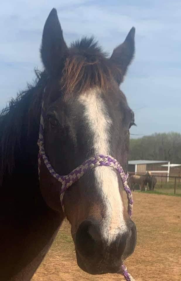WhitneyBabyYea's tweet photo. #TrophyQueen (far right) & 2 unidentified TB mares are standing in Thompsonsβ KILL PEN and are slated to load on next truck. Can anyone help them? @TBaftercare @RabbitsIlove @JoNormile @joy_aten @neighneigh3 @NTWOorg @AfterFinishLine
LINK TO FUNDRAISER:
https://t.co/6zeacNHCXN https://t.co/OyDcxTtt8U