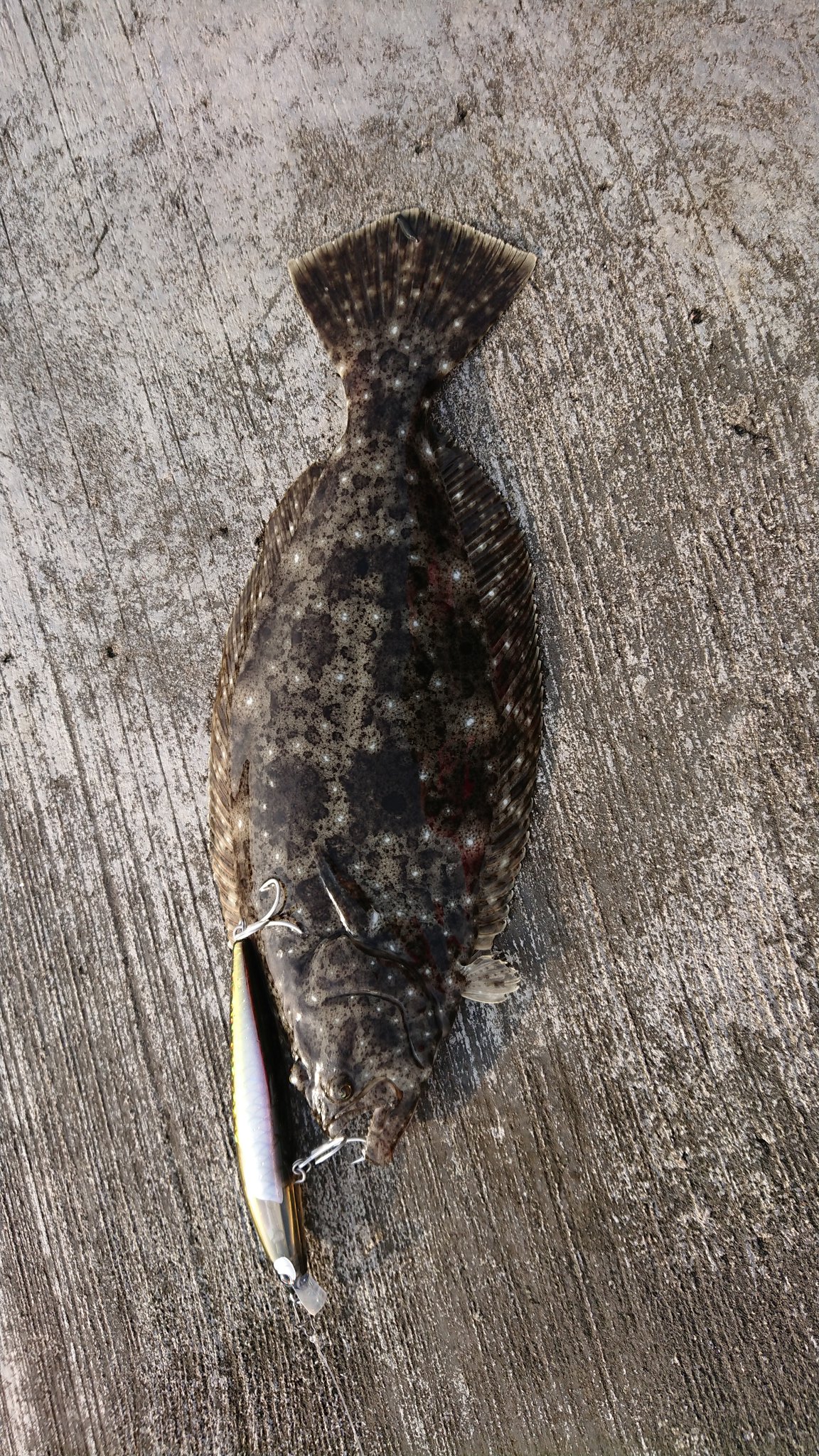 釣り人ピンポン 内房へ 堤防で2人やってたんで手前から撃っていったら かわいいながらも今年初ヒラメ ソゲ 楽しかった T Co Ojzedua8ny Twitter