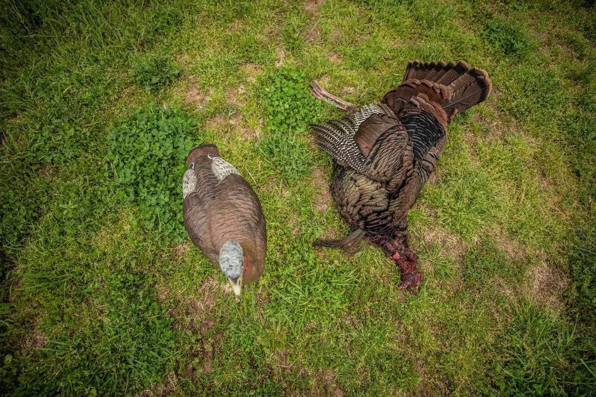 Hens that seduce, jakes that provoke and strutters that bring out the fight. Bulk up your turkey spread to tell a story that’ll draw in every gobbler for miles. #ThunderSeriesDecoys #FlextoneDecoys #FlextoneTurkeyDecoys