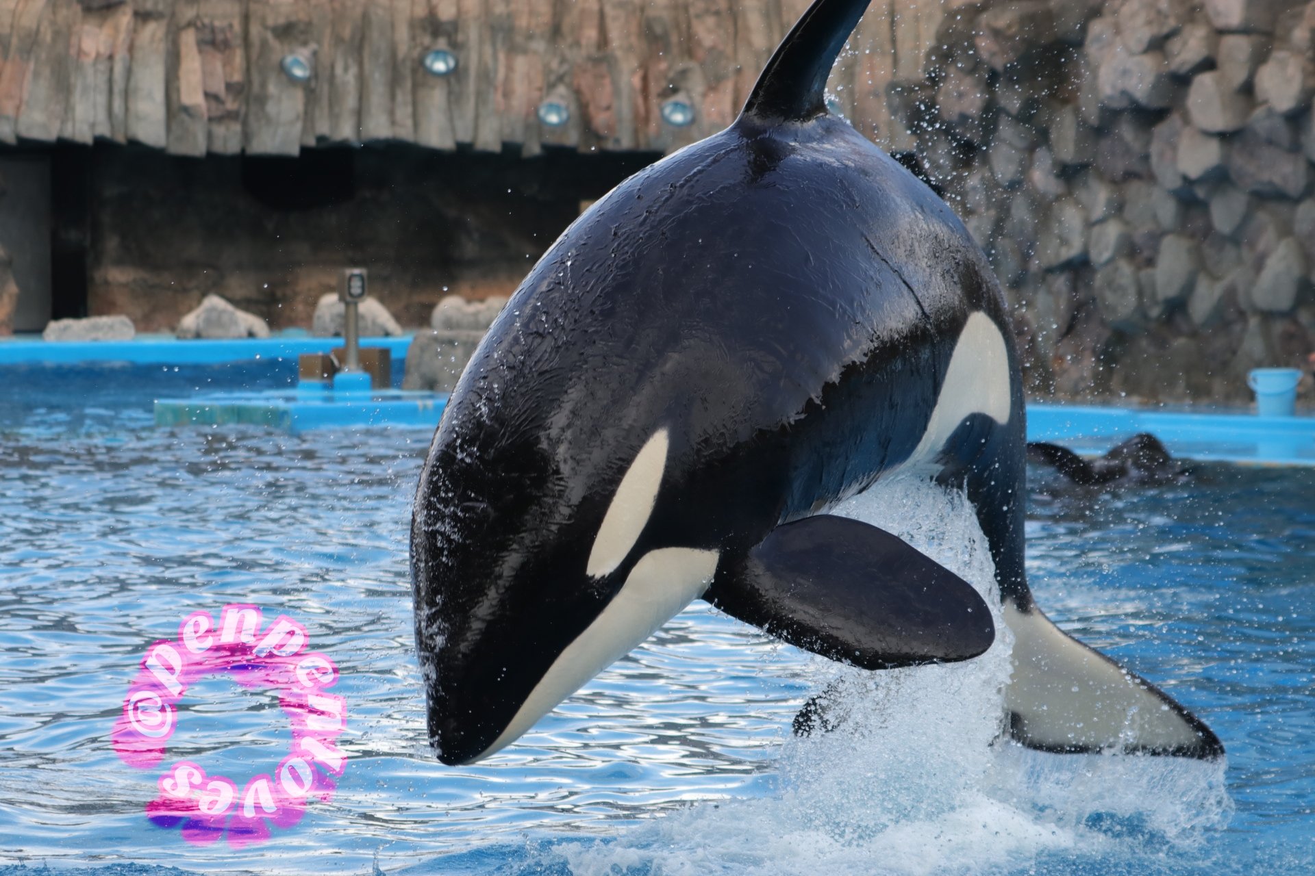 葉月はづき Penpenloves シャチのリンちゃん シャチ 名古屋港水族館 これを見た人は自分がかっこいいと思う画像を1枚貼れ T Co Plnnvqnk4p Twitter