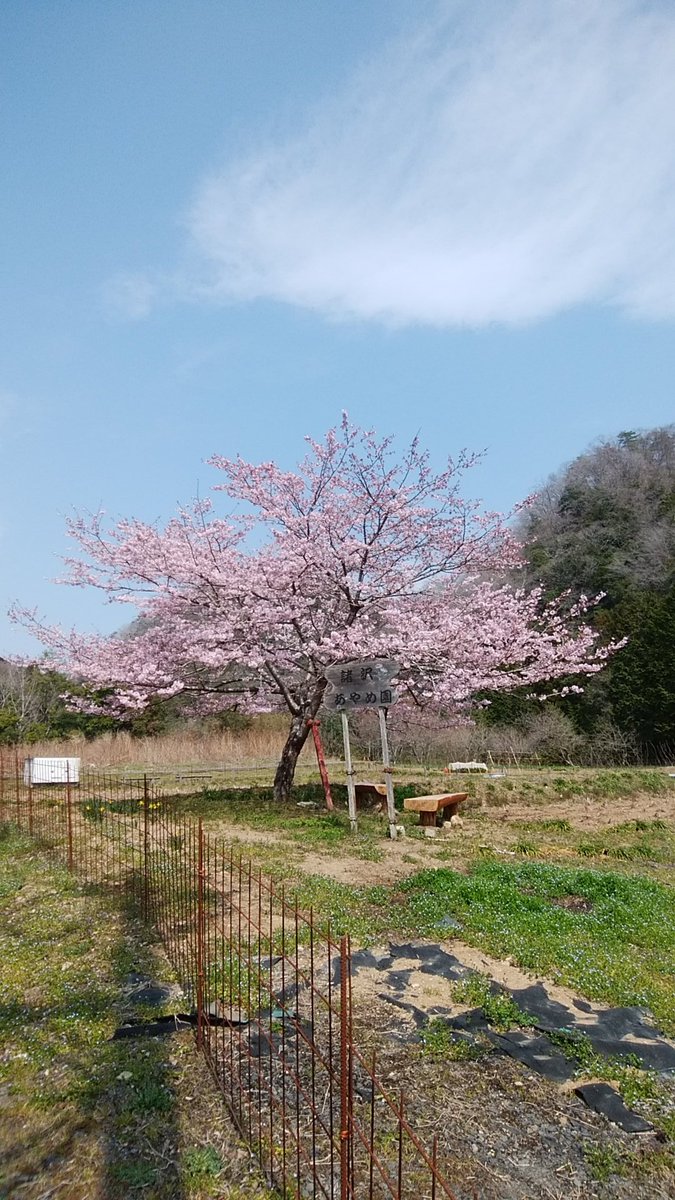 yumehitachi's tweet photo. 諸沢地区アヤメ公園に今年も、色と言いひときわ目立つ1本の桜🌸。今年もコロナ禍の中？見事に咲かせてくれましたよ。 https://t.co/HtX6a552Ix