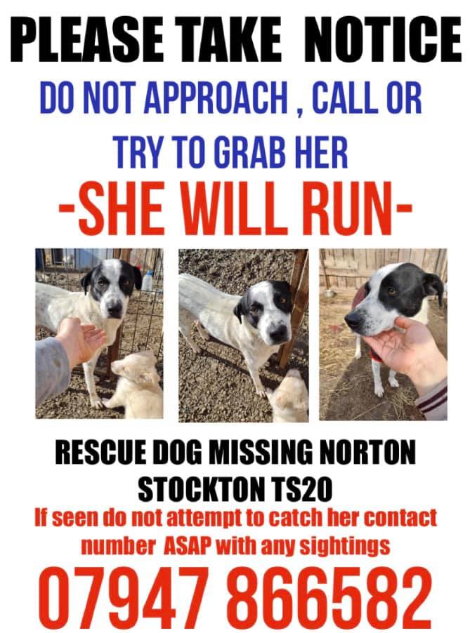 The_Animal_Team's tweet photo. #Missing #Norton #StocktonOnTees #CountyDurham #TS20 area, 27/3/21. ❌PLEASE DO NOT CALL/CHASE/WHISTLE ETC.❌Contact details on poster. https://t.co/m4LUYTmpNG #dogs #dogsoftwitter #MissingDog https://t.co/8mNafYkwgl