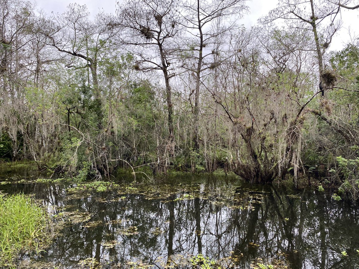 ExpeditionNPS's tweet photo. Identical twins?  @BigThicketNPS (📷1 and @BigCypressNPS (2) are the first #NationalPreserves created in the US.  A new category of #preservation &amp; culmination of decades of #community #lobbying, which #MaxineJohnston championed (🎧ep. 18, link in bio) #FL #TX #findyourpark #NPS https://t.co/TBXN9ko3Zk