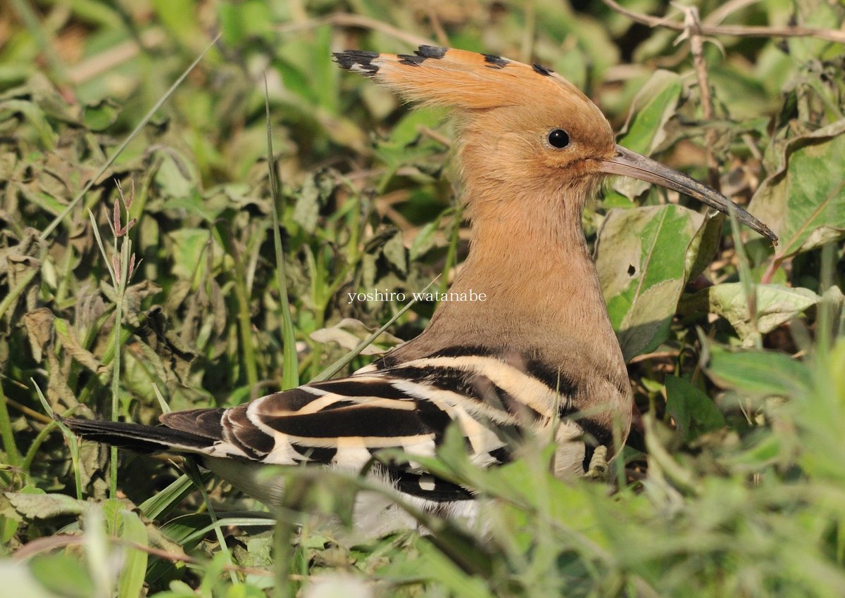 maruyoshidori's tweet photo. 春の使者がやってきました！ヤツガシラ. Spring Messenger has arrived. Eurasian Hoopoe. #wildbird #wildlifephotography #birdphotography #birds #birdwatching #nature #rare #birding #NaturePhotography #wildbirds #野鳥 #野鳥写真 #野鳥撮影 #珍鳥 #自然 #癒し #Upupidae #春 #Spring https://t.co/XetW2ndb3c