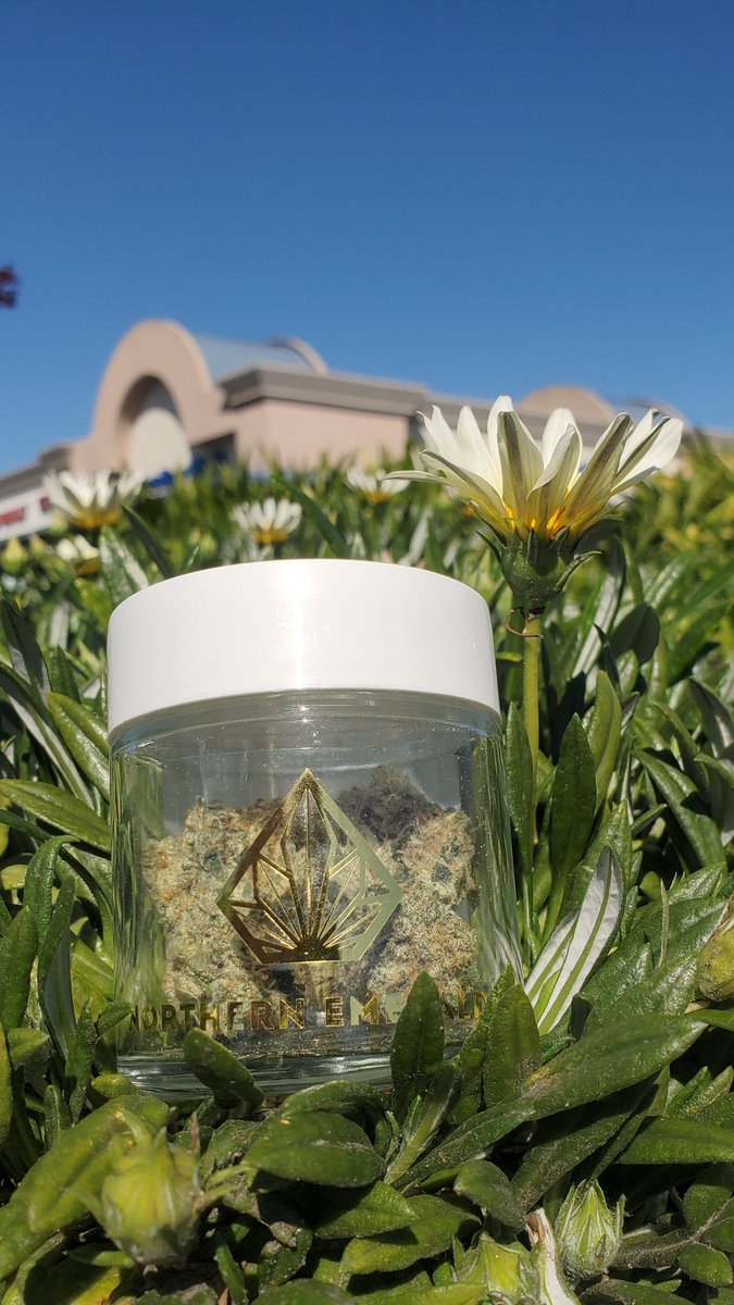 keepcannablue's tweet image. Some Northern Emerald Chapos Churro anyone?

Come get it!

#keepcannablue #cannabis